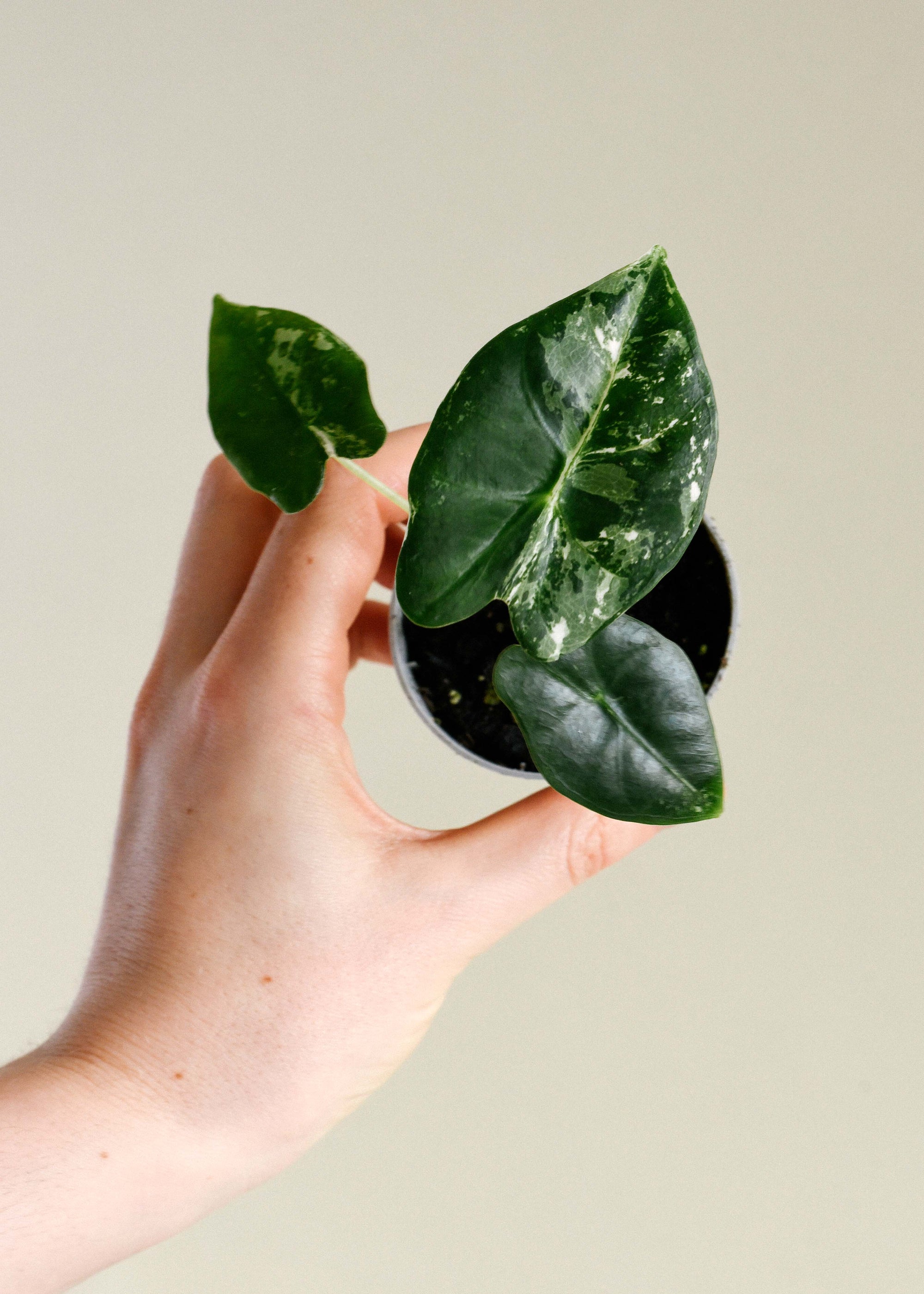 Healthy Alocasia Frydek Variegata Baby by Plant Circle