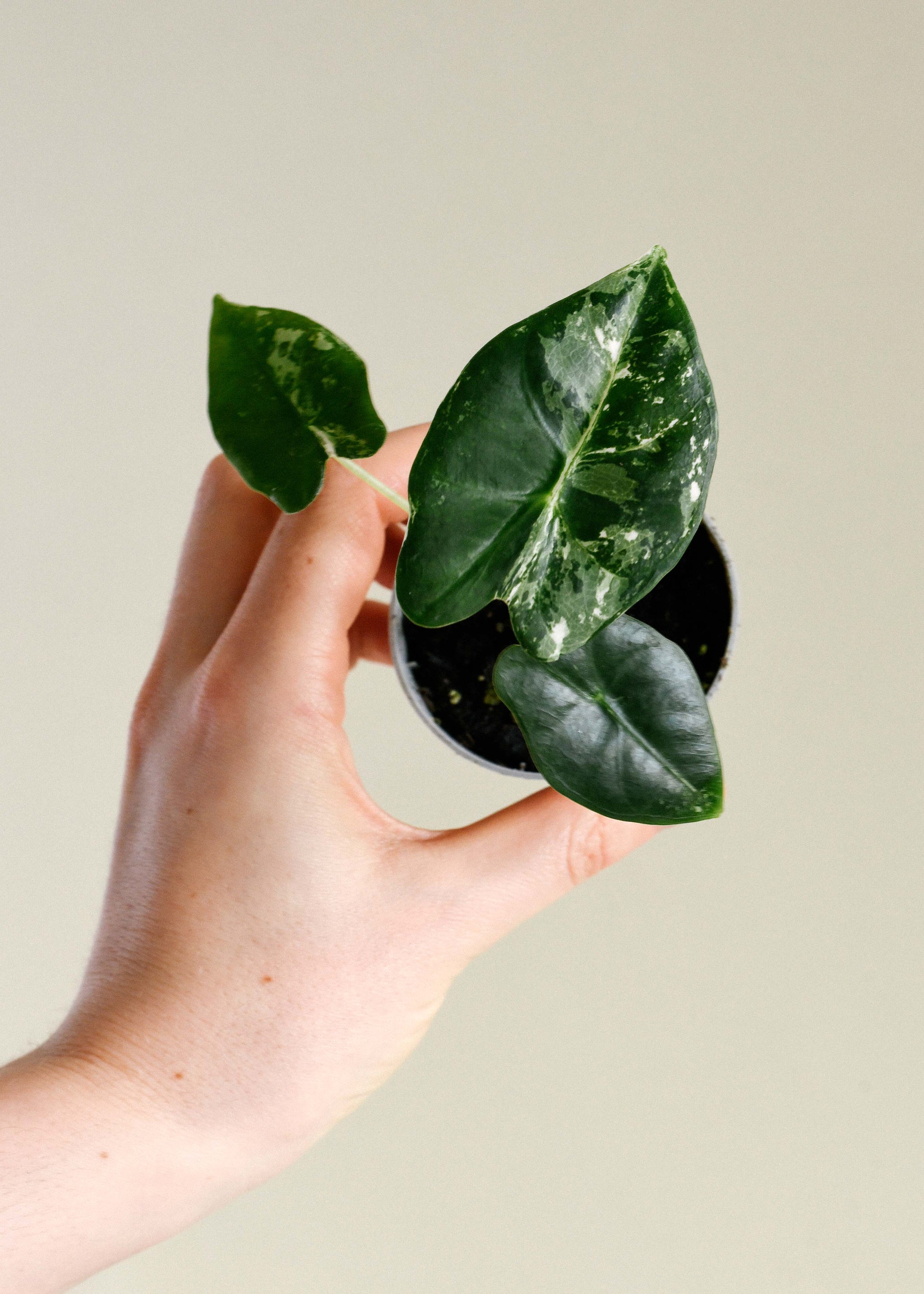 Healthy Alocasia Frydek Variegata Baby by Plant Circle