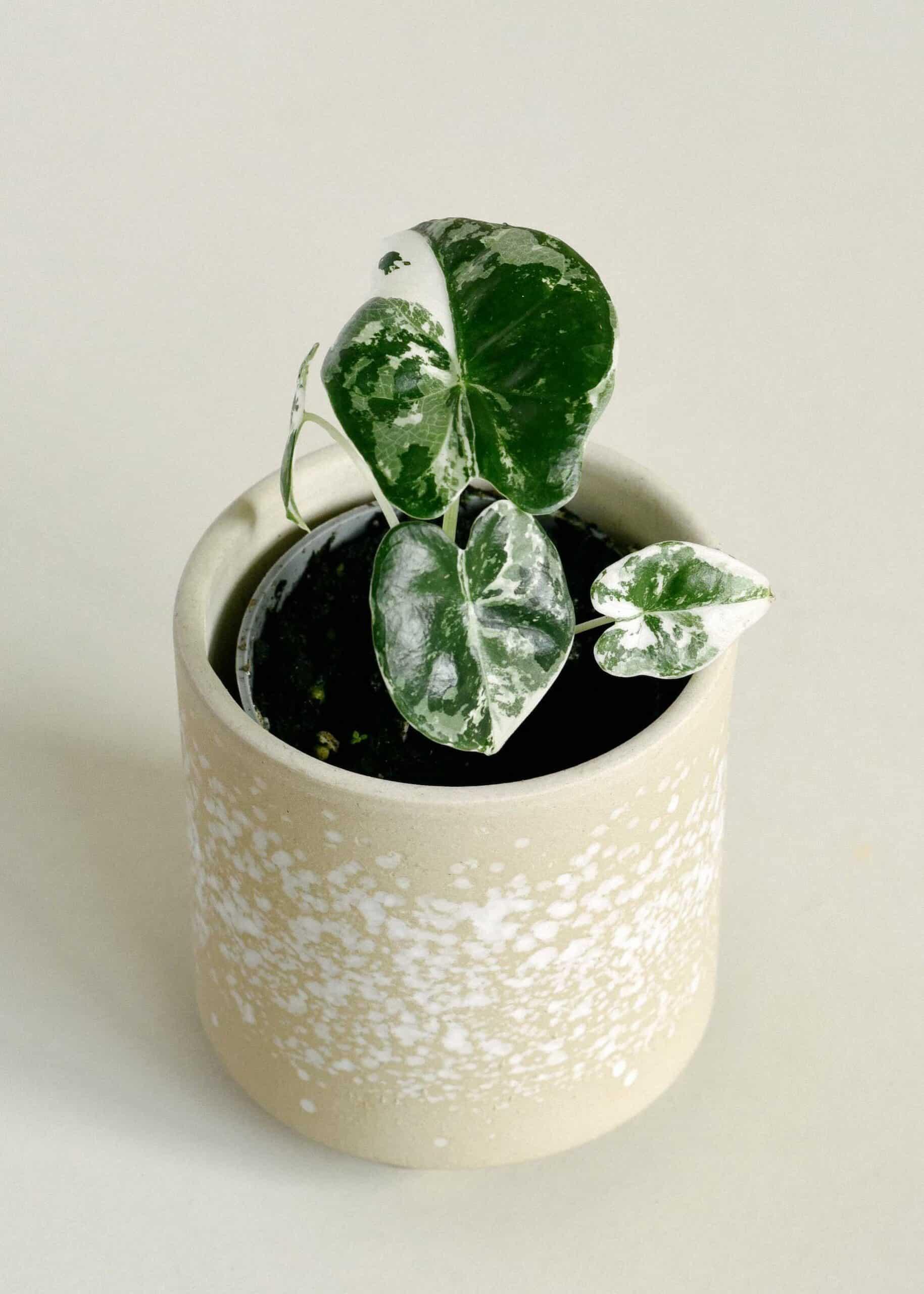 Healthy Alocasia Frydek Variegata Baby by Plant Circle