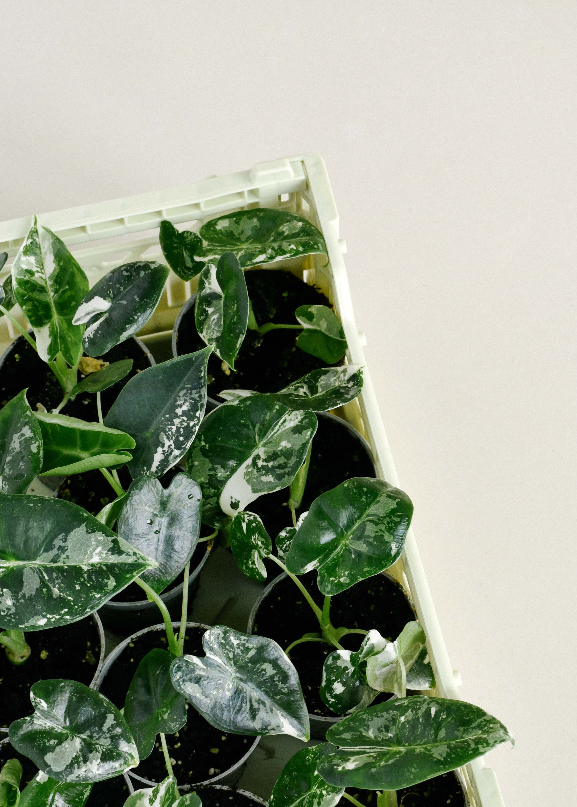 Healthy Alocasia Frydek Variegata Baby by Plant Circle