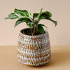 Goeppertia (Calathea) lietzei 'White fusion'