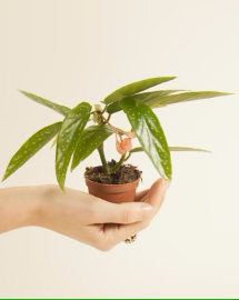 Begonia Albopicta 'Tamaya' Baby – Medium, Approx. 45.0cm height – 12.0cm Pot 3