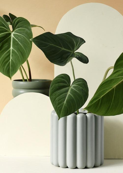 mist philodendron Philodendron Gloriosum M