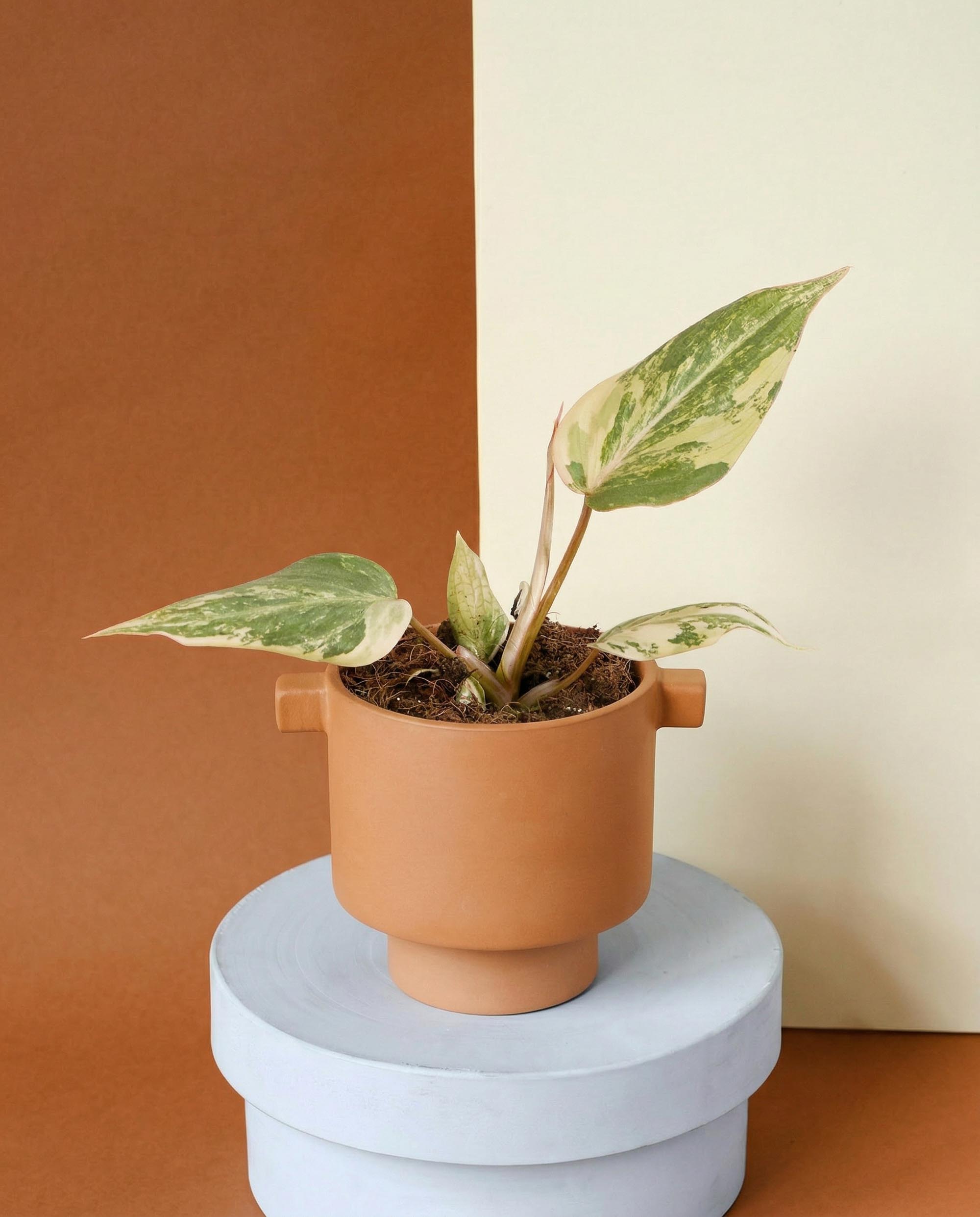 philodendron allergie Philodendron 'Pink Princess' kaufen