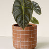 Alocasia 'Golden Bone' M -  Plant Circle.