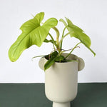 Healthy Philodendron Bipennifolium Aurea (Gold Violin) M. A perfect philodendron bipennifolium aurea (gold violin) m for your indoor houseplant collection.
