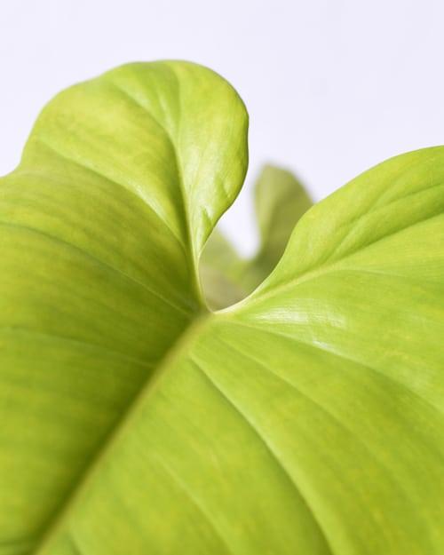 Healthy Philodendron Bipennifolium Aurea (Gold Violin) M. A perfect philodendron bipennifolium aurea (gold violin) m for your indoor houseplant collection.