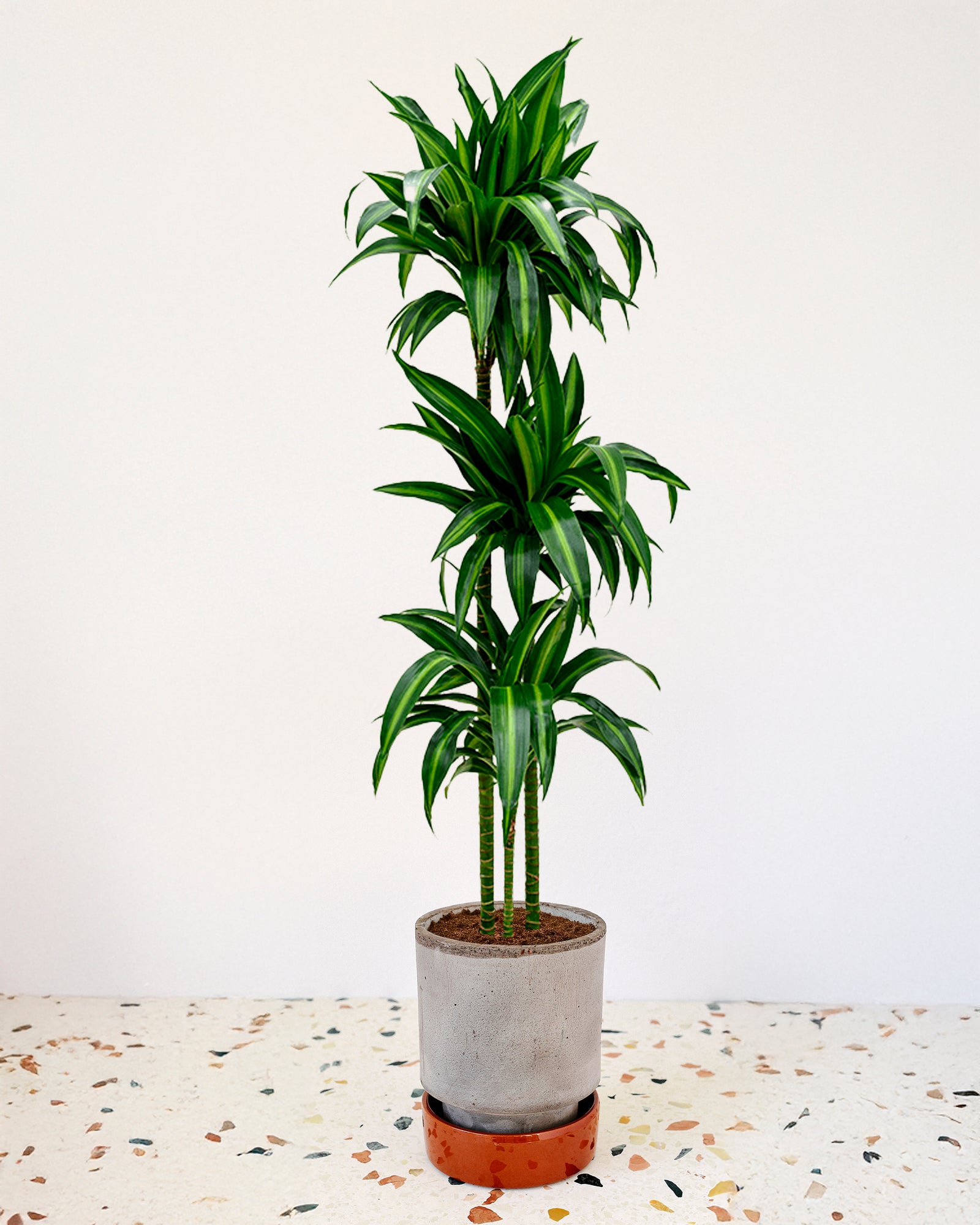 Dracaena fragrans 'Hawaiian Sunshine' XL