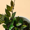Hoya Krohniana Black Leaves M – Medium, Approx. 15.0cm height – 12.0cm Pot Default Title 1