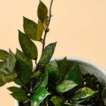 Hoya Krohniana Black Leaves M – Medium, Approx. 15.0cm height – 12.0cm Pot Default Title 1