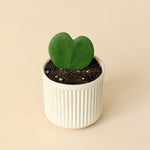 Healthy Hoya Kerrii Baby by Plant Circle. A perfect hoya kerrii baby by plant circle for your indoor houseplant collection.