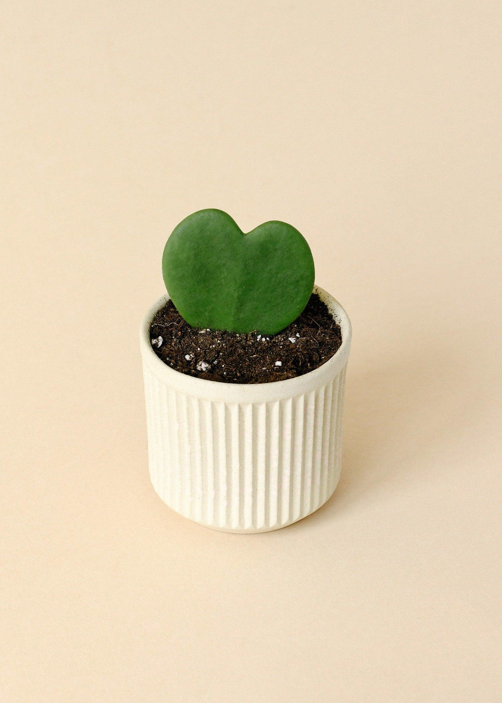 Healthy Hoya Kerrii Baby by Plant Circle. A perfect hoya kerrii baby by plant circle for your indoor houseplant collection.