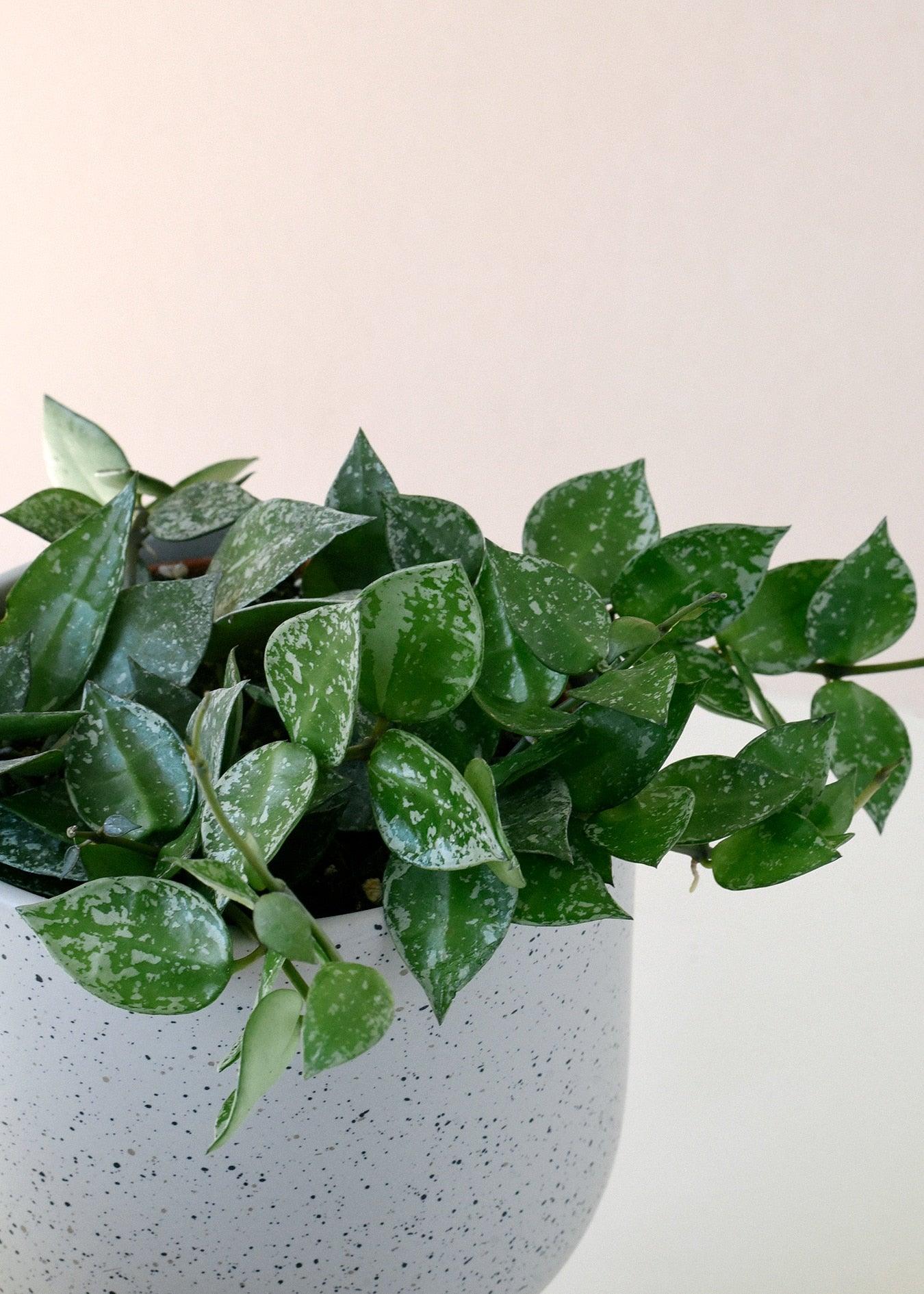 Healthy Hoya Krohniana 'Splash' Baby. A perfect hoya krohniana 'splash' baby for your indoor houseplant collection.