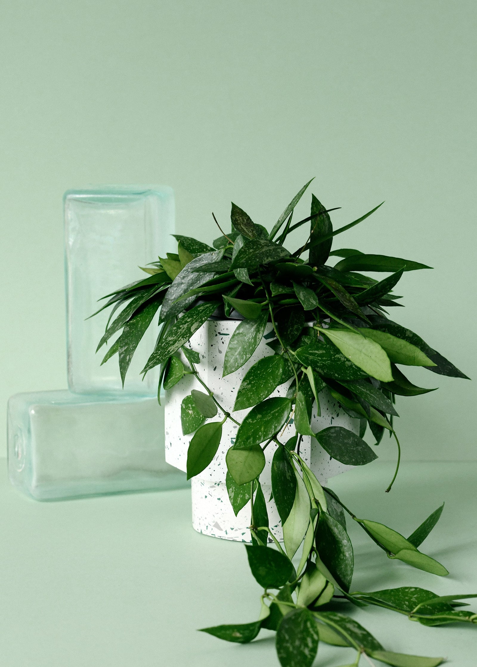 Hoya gracilis (Hoya memoria) – Medium (12cm Pot, 20cm Height) -  Plant Circle.