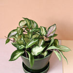 Hoya Carnosa Tricolor M – Medium, Approx. 25.0cm height – 12.0cm Pot 2