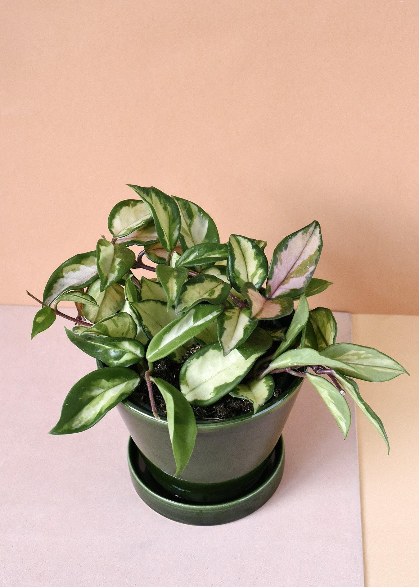 tricolor plant indoors Hoya Carnosa 'Tricolor' Medium