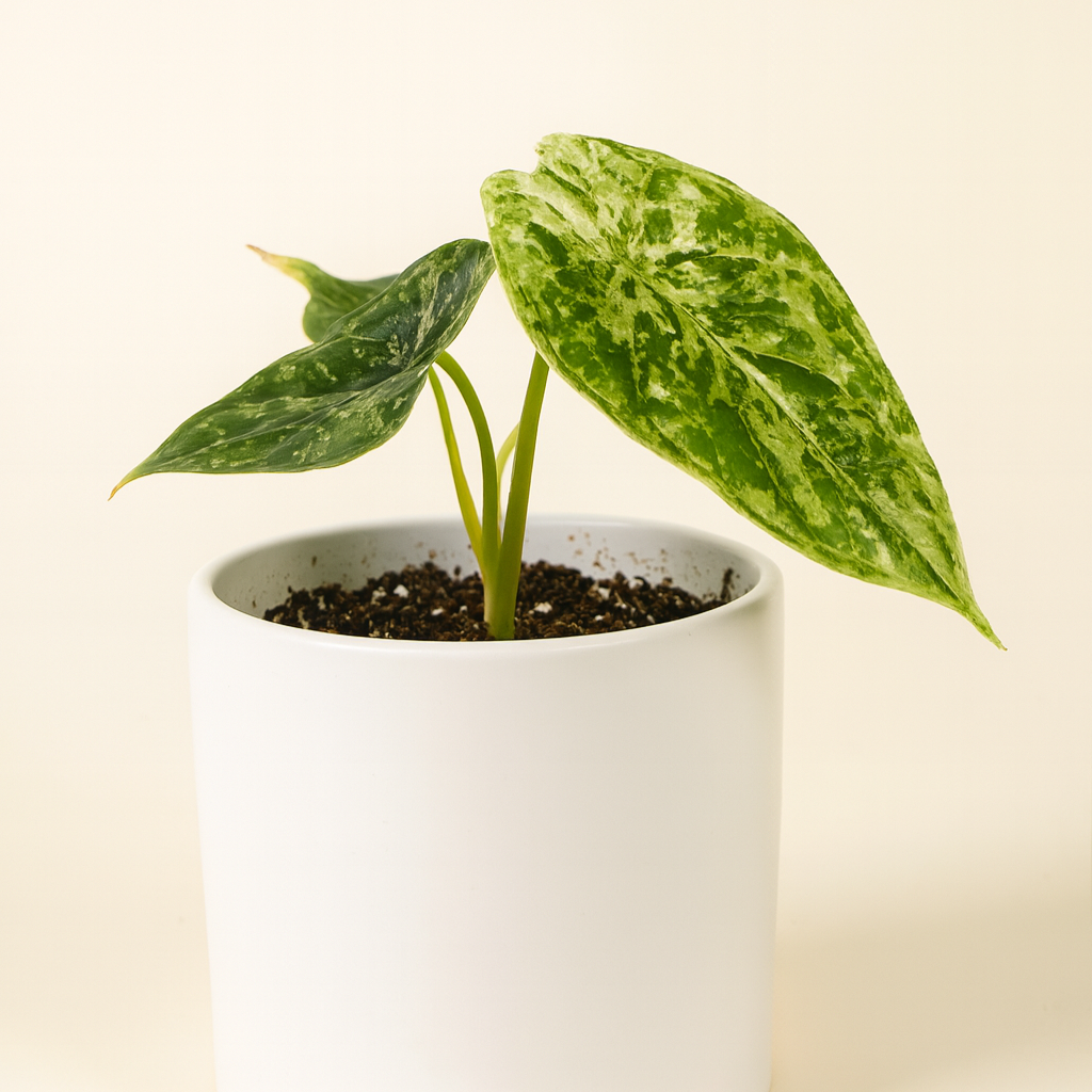 Alocasia baginda 'Dragon scale' Mint Variegata XS Baby (Plug Size