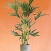 Howea forsteriana 'Kentia Palm' XL by Plant Circle - Plant Circle.
