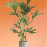 Howea forsteriana 'Kentia Palm' XL by Plant Circle - Plant Circle.