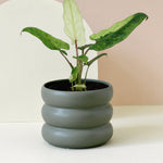 Alocasia Lauterbachiana Variegata