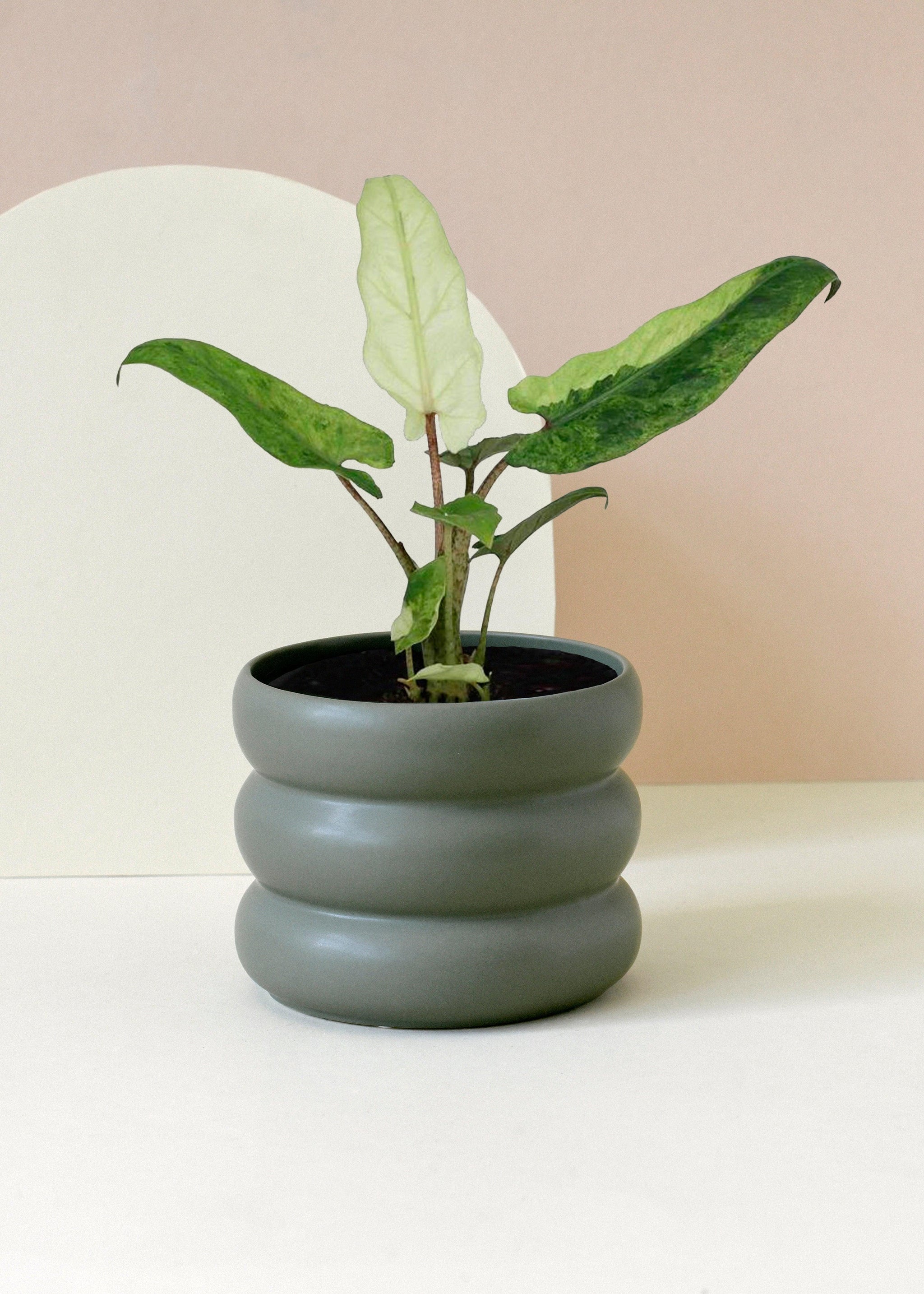 Alocasia Lauterbachiana Variegata