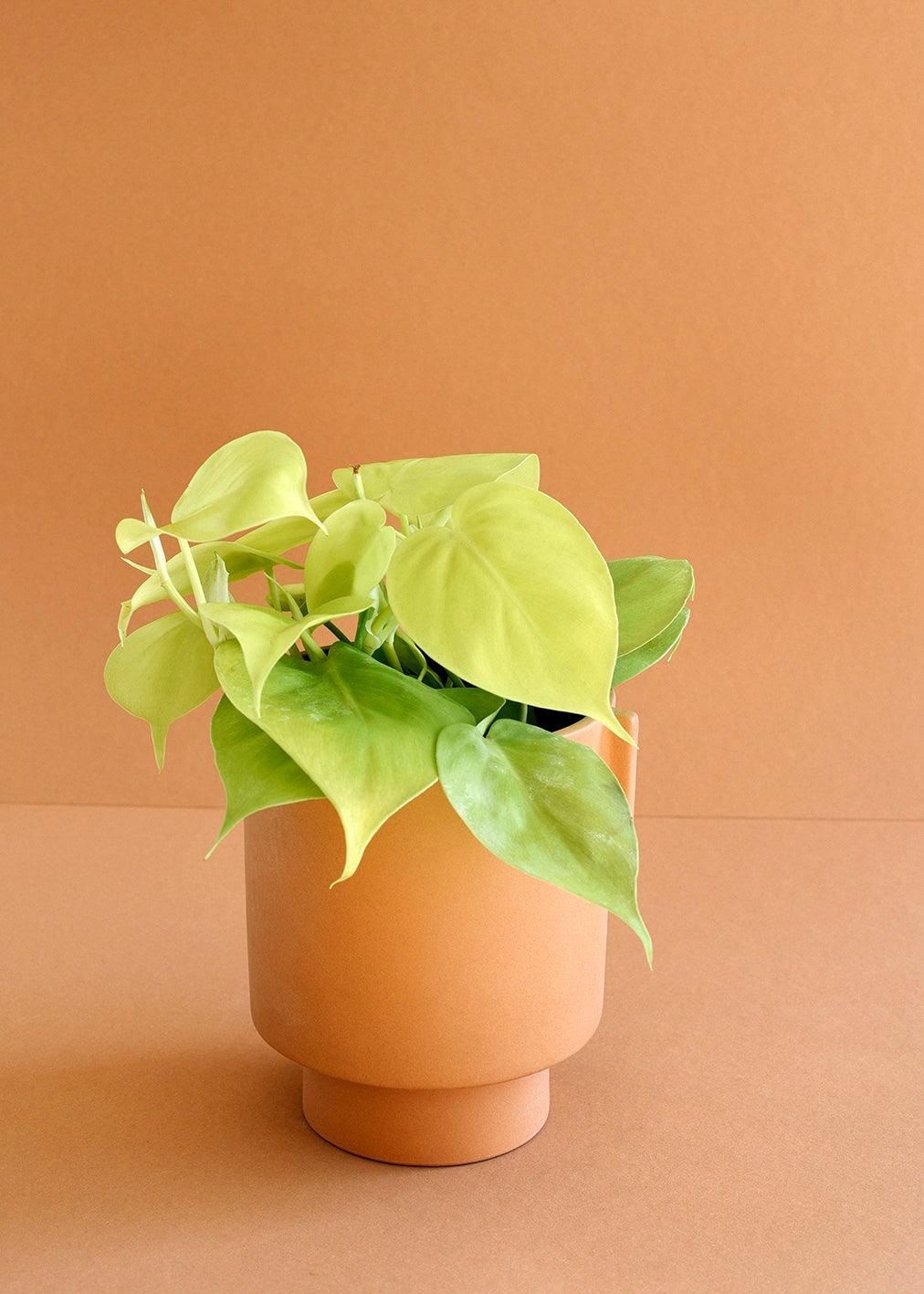 Healthy Philodendron Hederaceum 'Lemon Lime' M. A perfect philodendron hederaceum 'lemon lime' m for your indoor houseplant collection.