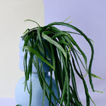 Healthy Pfeiffera boliviana Large by Plant Circle