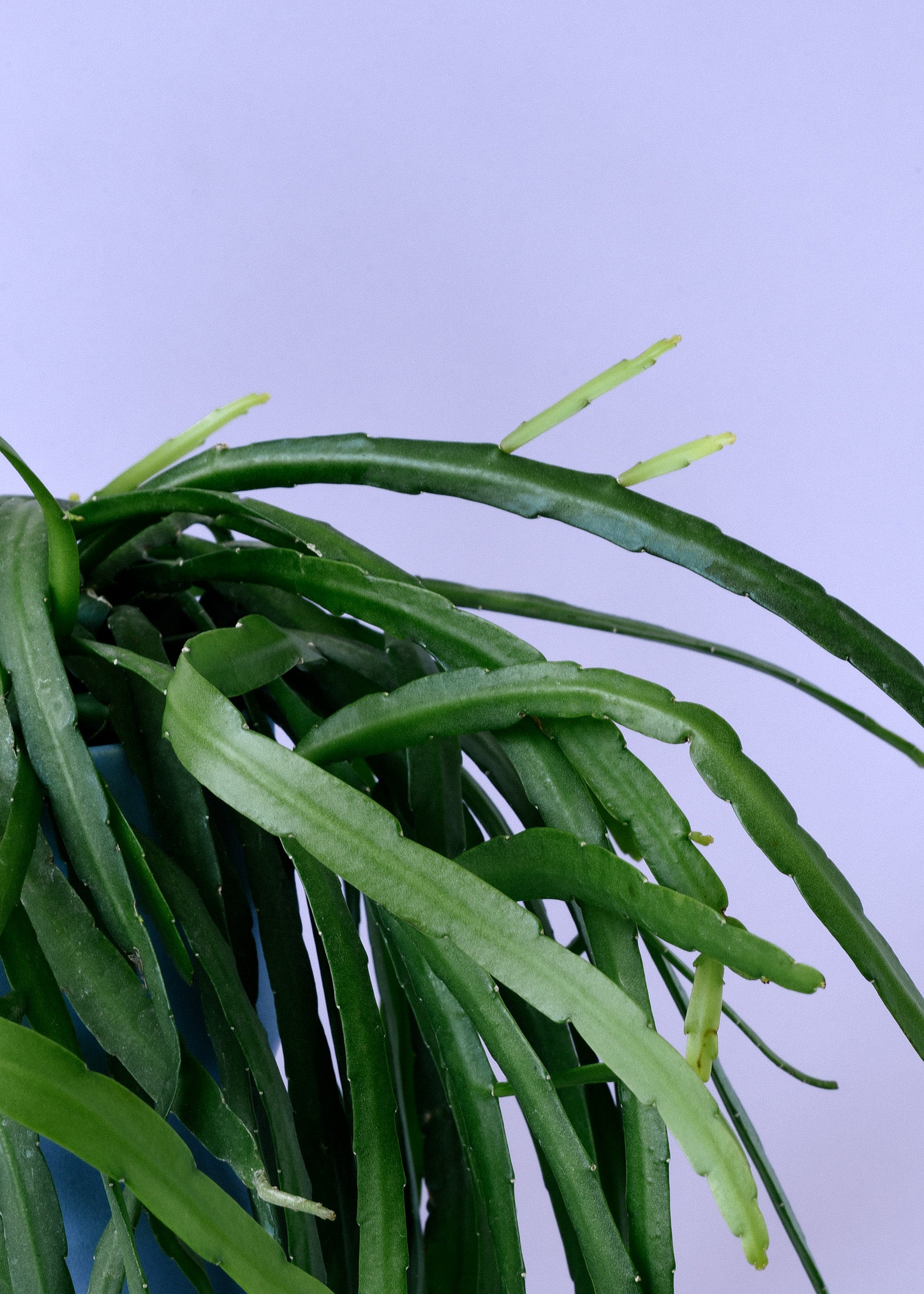 Healthy Pfeiffera boliviana Large by Plant Circle