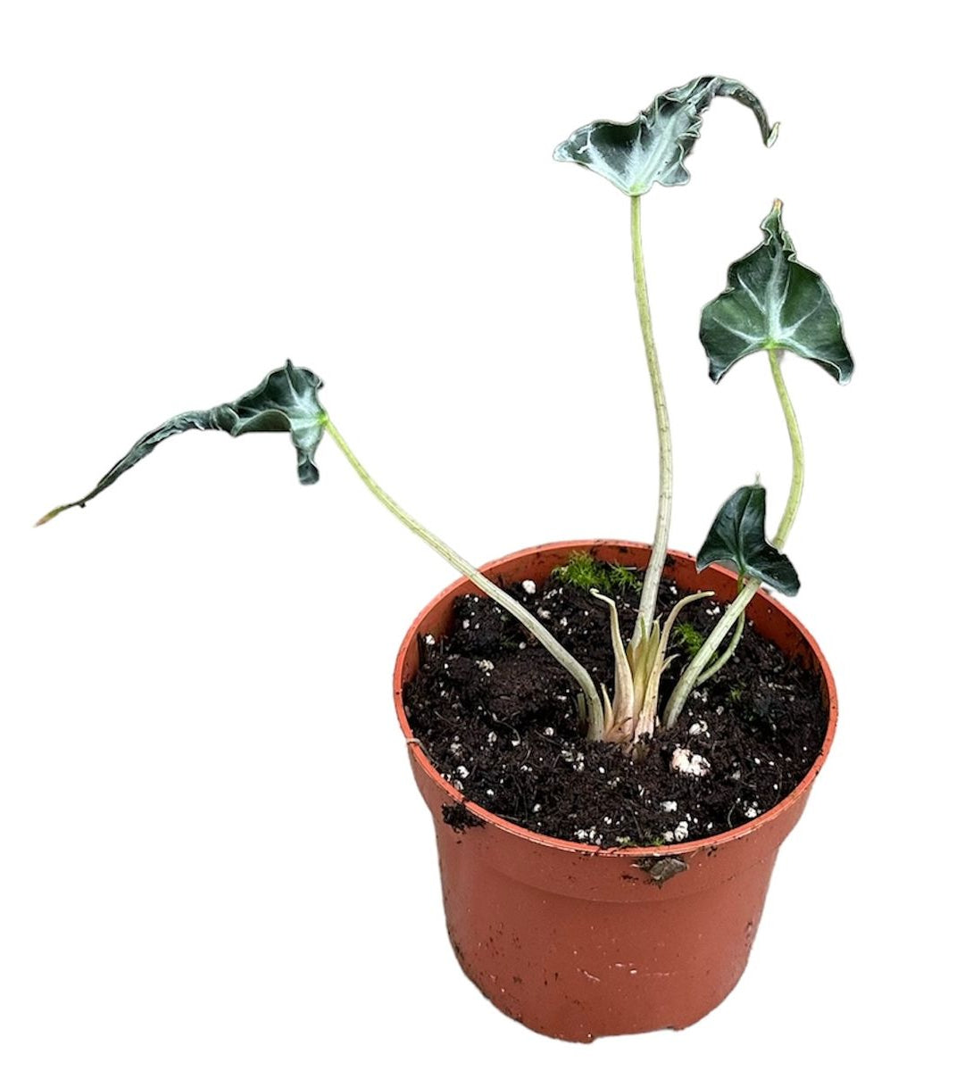 Alocasia 'Loco' Baby -  Geen.