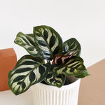 Healthy Calathea Makoyana Baby. A perfect calathea makoyana baby for your indoor houseplant collection.