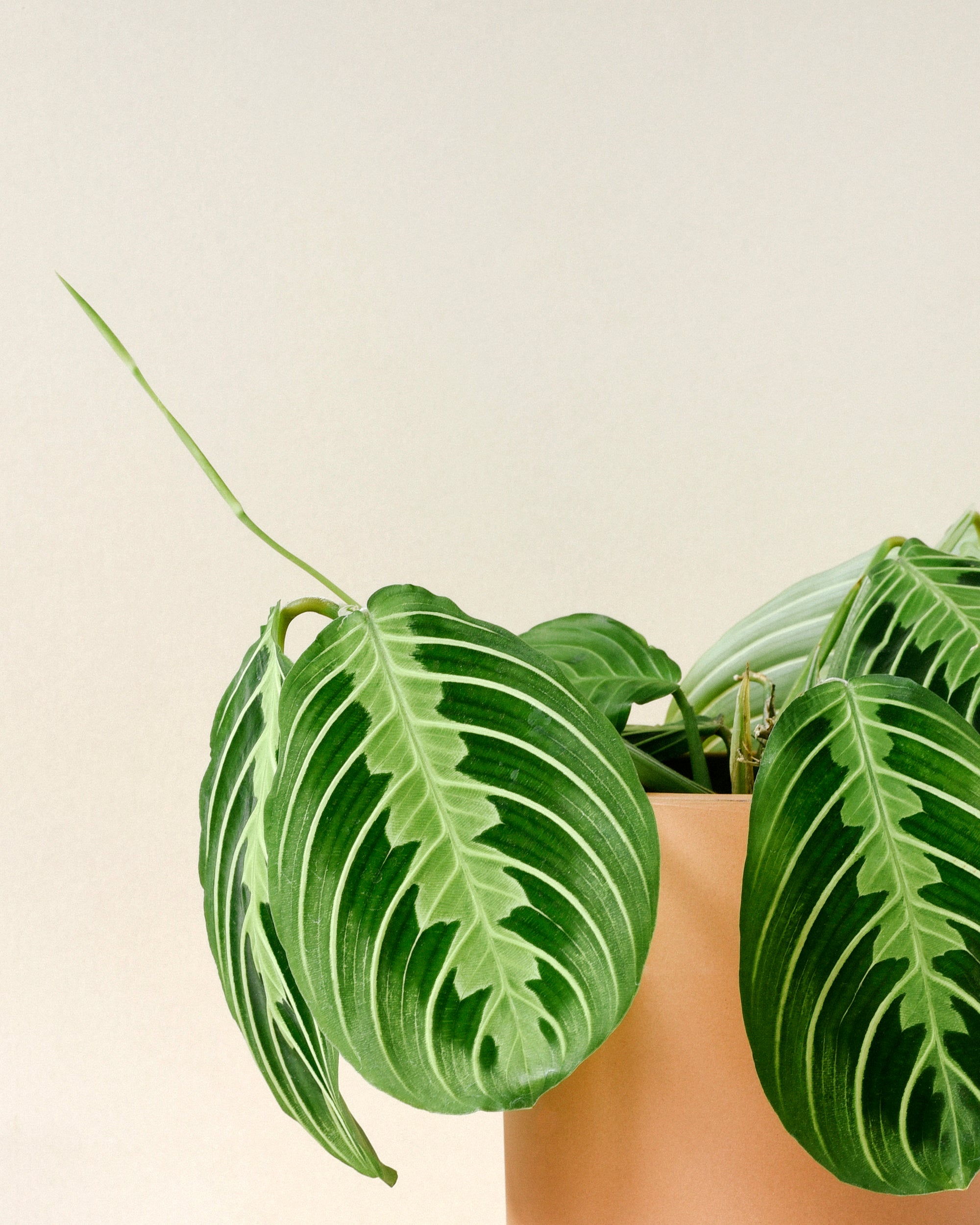 Maranta leuconeura 'Lemon Lime' Medium -  Plant Circle.