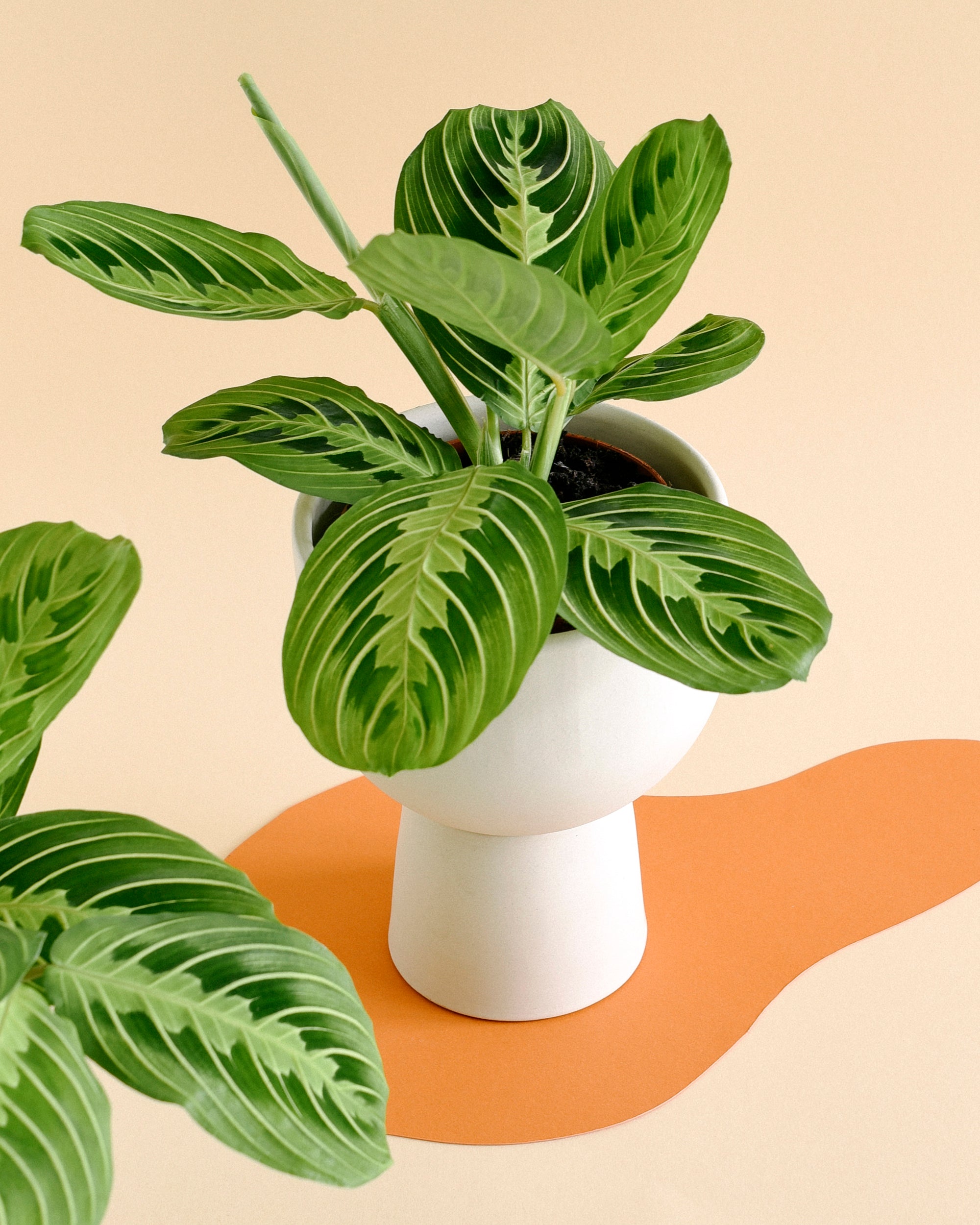 Maranta leuconeura 'Lemon Lime' Medium -  Plant Circle.