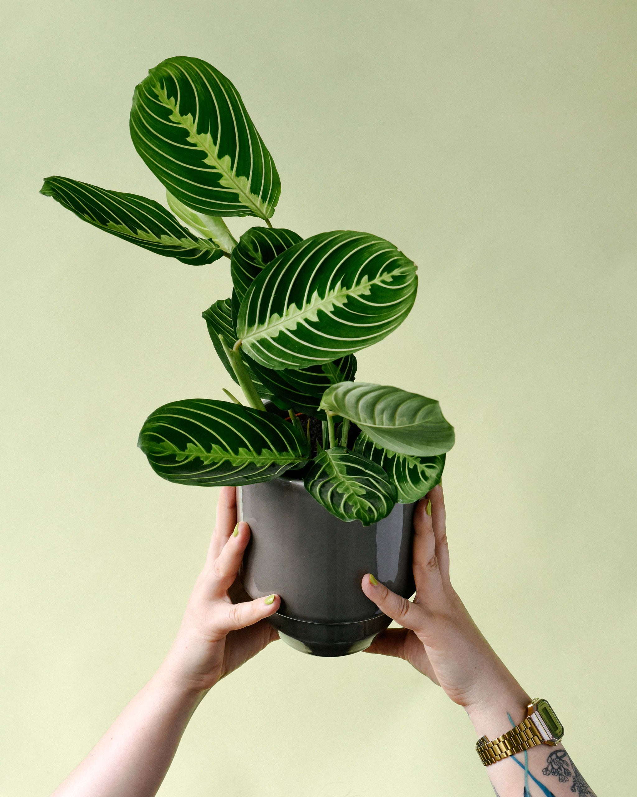 Maranta leuconeura 'Lemon Lime' Medium -  Plant Circle.