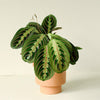 Healthy Maranta Leuconeura var. erythroneura M by Plant Circle. A perfect maranta leuconeura var. erythroneura m by plant circle for your indoor houseplant collection.