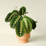 Healthy Maranta Leuconeura var. erythroneura M by Plant Circle. A perfect maranta leuconeura var. erythroneura m by plant circle for your indoor houseplant collection.