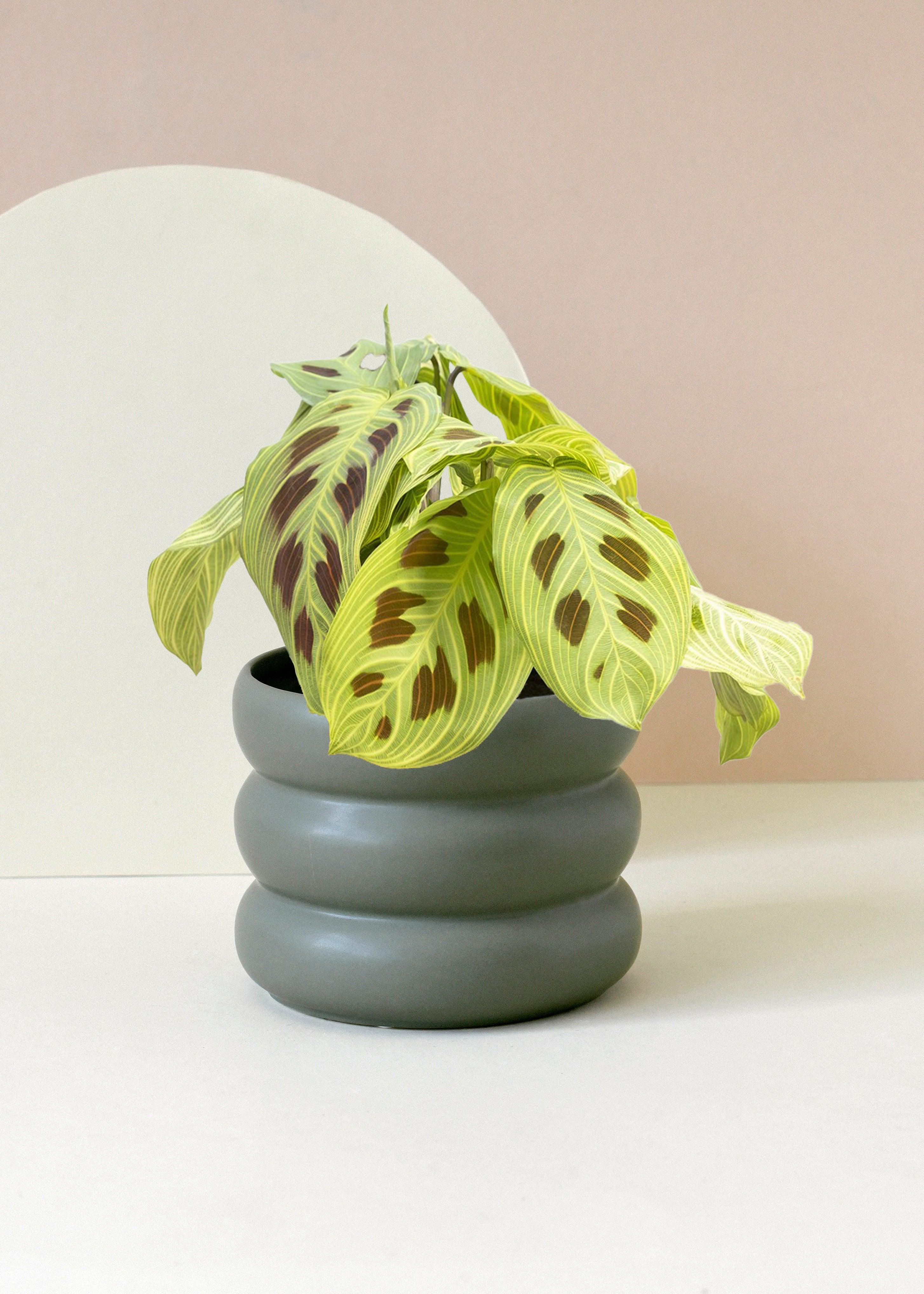 maranta indoor plant Discover the exquisite Maranta leuconeura 'Light Veins' aka 'Fantasy' M. A pet-friendly, easy-care plant with stunning light-veined leaves, perfect for any home