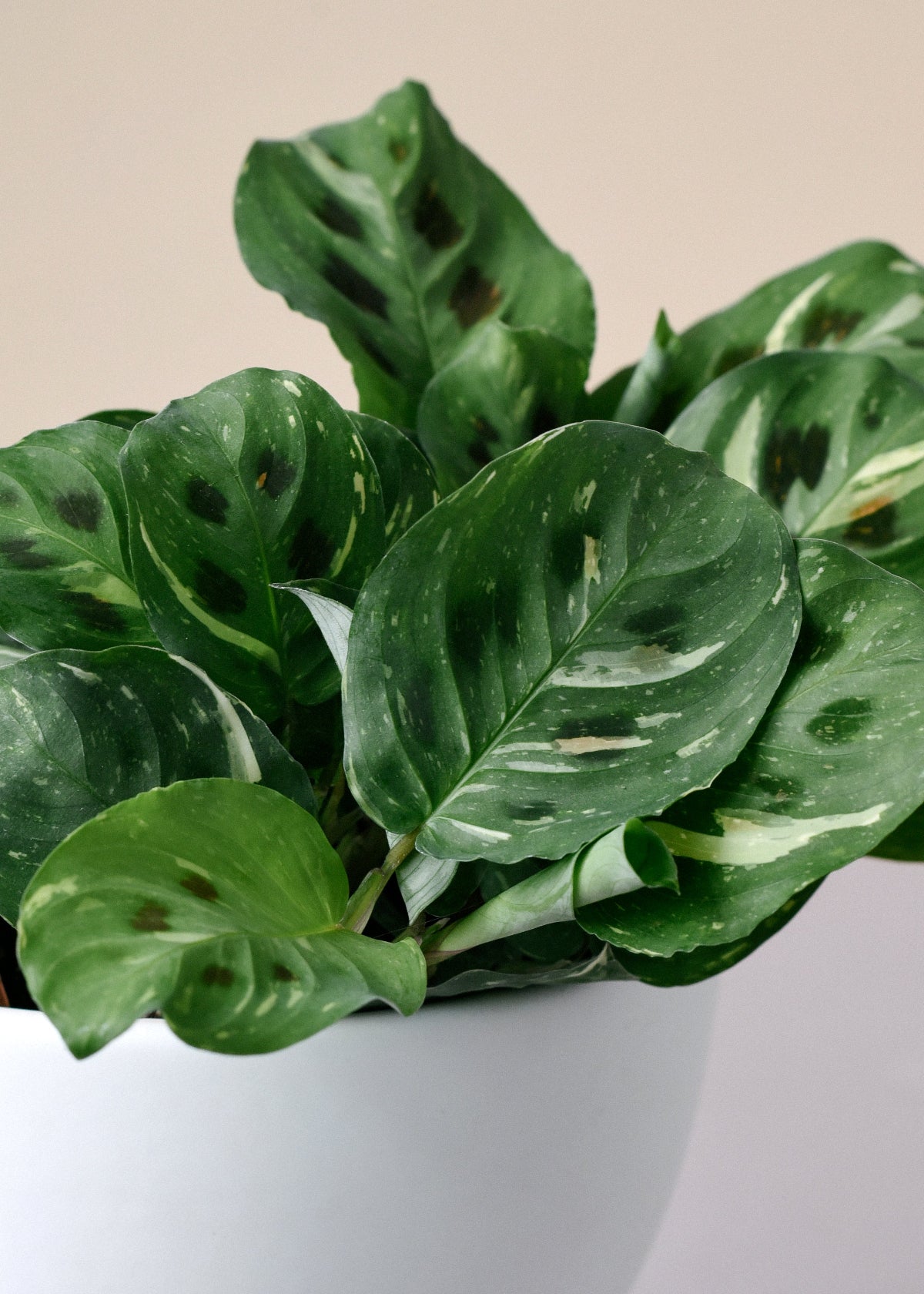 prayer plant maranta leuconeura kerchoveana Maranta leuconeura 'Kerchoveana variegata' (aka beauty Kim) Medium