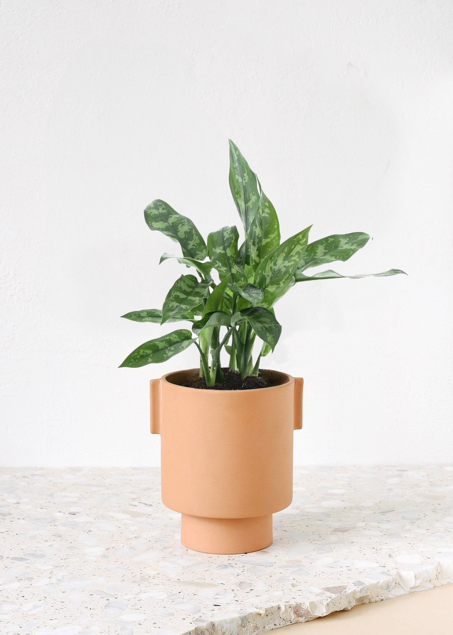 aglaonema compact maria Aglaonema 'Maria' Medium