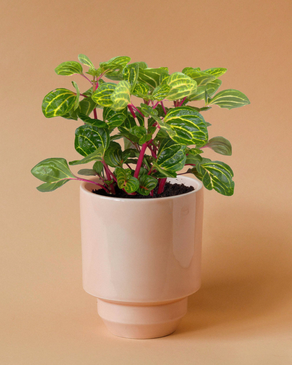 iresine plant indoors Iresine diffusa f. herbstii 'Rich Goldstar' Medium