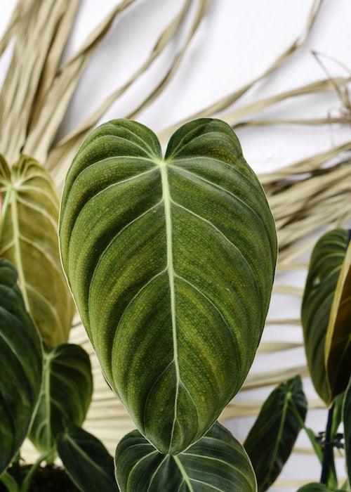 Philodendron Melanochrysum with stunning velvety leaves adding rich texture and beauty to indoor plant collections