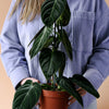 Healthy Philodendron Melanochrysum Large –  Approx. 70.0cm height – 21.0cm Pot. A perfect philodendron melanochrysum large –  approx. 70.0cm height – 21.0cm pot for your indoor houseplant collection.
