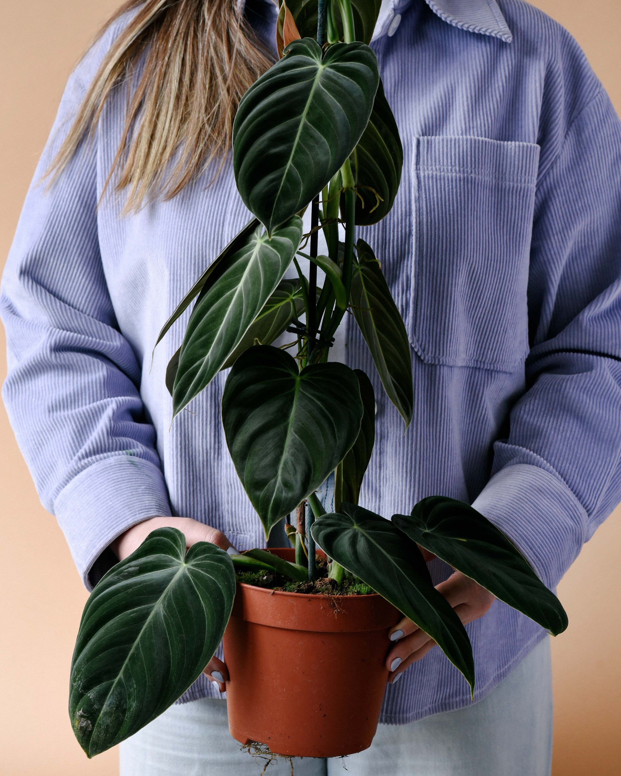 Healthy Philodendron Melanochrysum Large –  Approx. 70.0cm height – 21.0cm Pot. A perfect philodendron melanochrysum large –  approx. 70.0cm height – 21.0cm pot for your indoor houseplant collection.