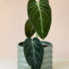 Philodendron Melanochrysum with stunning velvety leaves adding rich texture and beauty to indoor plant collections