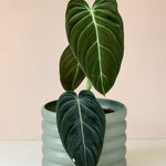 Philodendron Melanochrysum with stunning velvety leaves adding rich texture and beauty to indoor plant collections