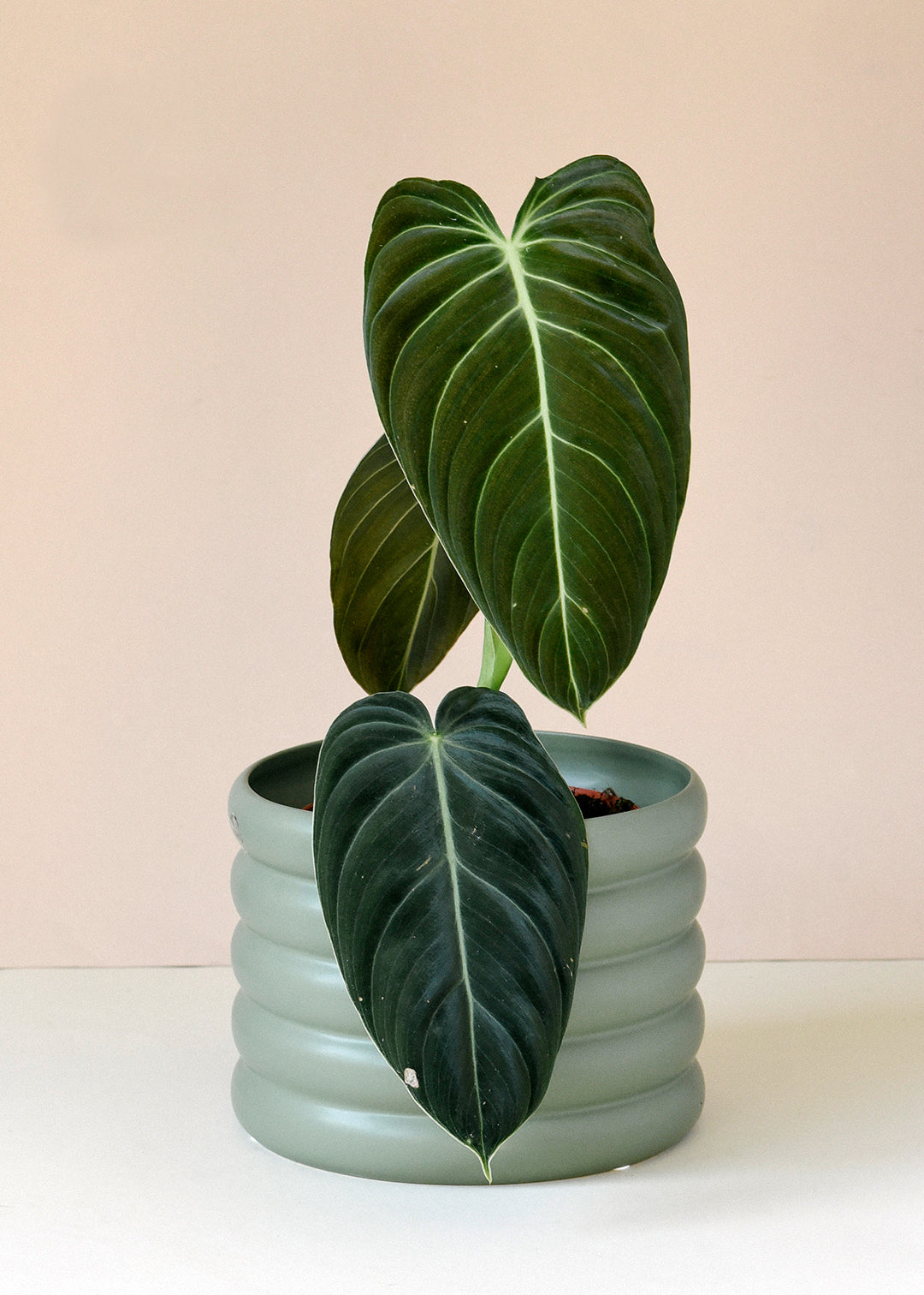 Philodendron Melanochrysum with stunning velvety leaves adding rich texture and beauty to indoor plant collections