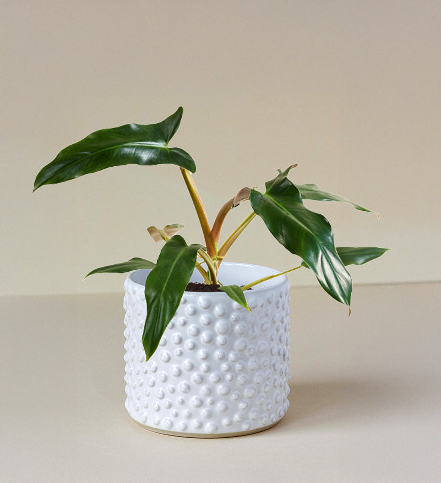 Philodendron Mexicanum Medium