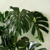 Monstera Deliciosa XL – XL, Approx. 120.0cm height – 24.0cm Pot Default Title 1
