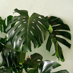 Monstera Deliciosa XL – XL, Approx. 120.0cm height – 24.0cm Pot Default Title 1