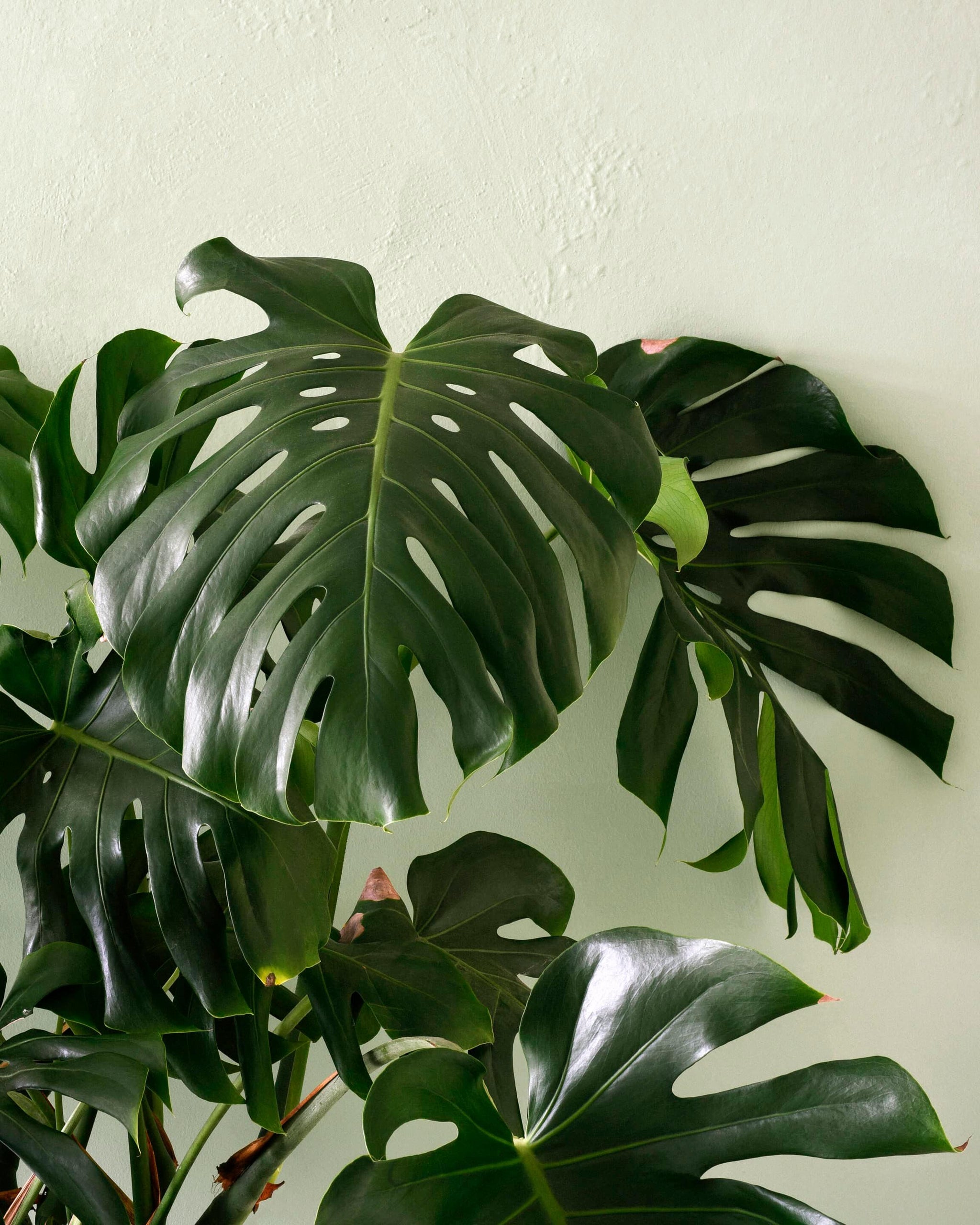 Monstera Deliciosa XL – XL, Approx. 120.0cm height – 24.0cm Pot Default Title 1
