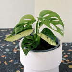 Monstera Adansonii Variegata